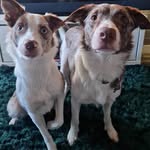 Bailey and Luna - @_bailey_luna - Instagram