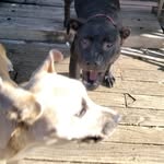 Bailey and Luna - @_bailey_luna_ - Instagram