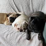 Bailey, Luna, and Fryer - @zebrafishwhitebuffaloandspud - Instagram