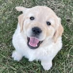 Bailey, Luna, Daisy & Summer 🥰 - @goldentailss - Instagram
