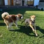 Bailey y Luna 🐶❤️ - @bailey__.luna - Instagram