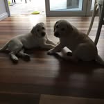 Bailey&Luna - @bailey__luna - Instagram