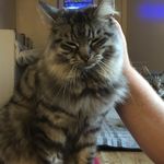 Bailey lund - @kitty_catlover12234 - Instagram