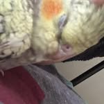 Gator Bailey Lutz - @gator_bailey_the_cockatail - Instagram