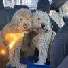 Bailey & Mac 🐾 - @bailey_mack21 - TikTok
