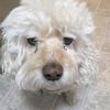 🐶BAILEY🐶 - @cute_bailey_maher - TikTok