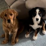 Josie and Bailey Maher 🐾 - @josienbailey - Instagram
