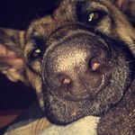 Bailey Malone - @baileymgermansheperd - Instagram