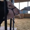 Bailey Malone - @mandm_showcows - TikTok
