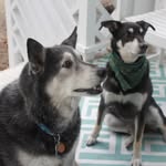 Bailey and Blue Marks - @bailey_n_blue - Instagram