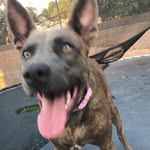 BAILEY - @baileymarquezz - Instagram