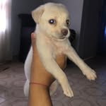 𝐵𝑎𝑖𝑙𝑒𝑦 𝑀𝑎𝑟𝑡𝑖́𝑛𝑒𝑧 𝑃𝑒𝑟𝑎𝑧𝑎 🐾 - @_baileymartinez_ - Instagram