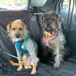 Bailey + Milo Martinez-Fuentes - @bailey_n_milo - Instagram