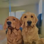 Bailey Mata and Ollie Mata - @bailey_ollie_mata - Instagram