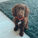 Bailey 🐾 - @bailey_maynard_2020 - Instagram