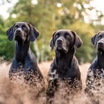 Bailey, Maze & Bacardi - @schokodrops_bande - Instagram