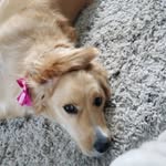 Bailey McAllister - @babybailey_goldendoodle - Instagram