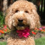 Bailey McCabe - @bailey_mccabe_the_doodle - Instagram