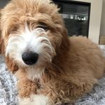 Bailey McCoy - @bailey_the_bordoodle - Instagram