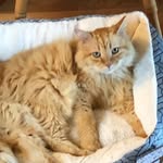 Bailey McCrea - @mccreabailey - Instagram