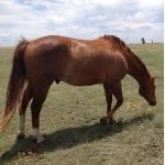 Bailey Mcgaha - @horselover_24 - Instagram