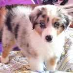 Bailey McGee - @baileythebluemerle - Instagram