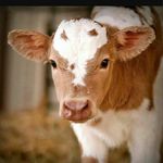 Bailey McGowan - @farm_animal_page - Instagram