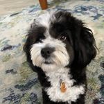 Bailey McGuire - @sweet_bailey_the_aussiedoodle - Instagram