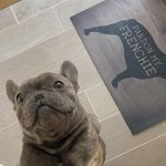 Bailey McGuire - @baileythefrenchbulldogx - Instagram