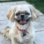Bailey Michelle McKinney - @princessbae_shihtzu - Instagram