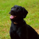 Bailey Powell - @a_bay_bay_dawg - Instagram