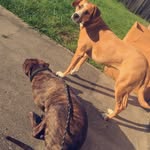 Bailey & Riggs - @_bae_riggy_adventures - Instagram