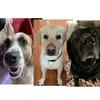 Love_my_pets - @bailey_riggs_cooper - TikTok
