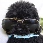 Bailey & Riley - @baileyriley_goldendoodle - Instagram