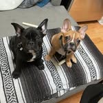 Bailey && Riley - @frenchiebundlez - Instagram