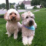 Bailey & Riley - @bailey_and_riley_the_puppies - Instagram