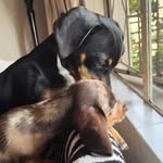 Bailey & Riley 🐾 - @missbaileyandriley - Instagram