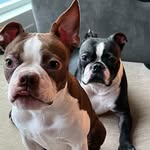 Bailey and Riley - @2farts1house - Instagram