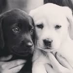 Bailey, Riley, and Reese - @hoffmanlabs_brr - Instagram