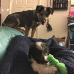 Bailey_Riley_Ollie - @bailey_riley_ollie - Instagram