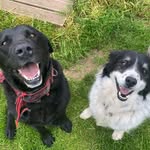🐾Bailey+Riley🐾 - @my_happy_farm_pups - Instagram