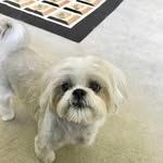 Riley & Bailey - @murphyrileybaileymichelle - Instagram
