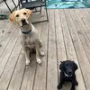 Bailey & River - @bailey.river.spams - TikTok
