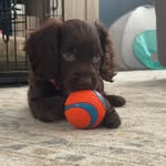 Bailey, Gage, Tux & Rivers - @bailey_and_gage_theboykins - Instagram