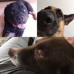 @axle_sargent_bailey - Instagram