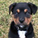 Sarge - @sargentbailey2023 - Instagram