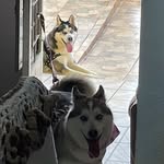 bailey e maya schneider - @_bailey.maya.husky_ - Instagram