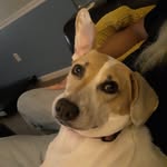 Bailey Schneider - @baileyschneiderdog - Instagram