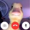 Bailey - @bailey_shelton_yall - TikTok
