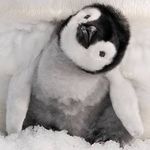 Bailey Shelton - @penguin_productionz - Instagram
